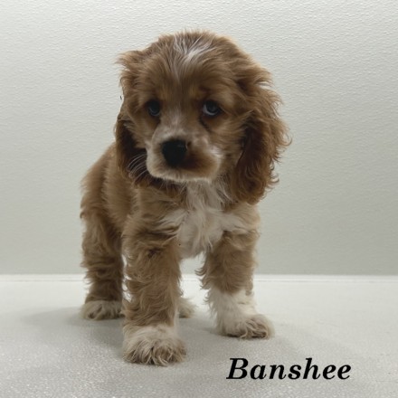 puppy, for, sale, Cocker Spaniel, Joe & Cherri  Overlease, dog, breeder, Miller, MO, dog-breeder, puppy-for-sale, forsale, nearby, find, puppyfind, locator, puppylocator, aca
